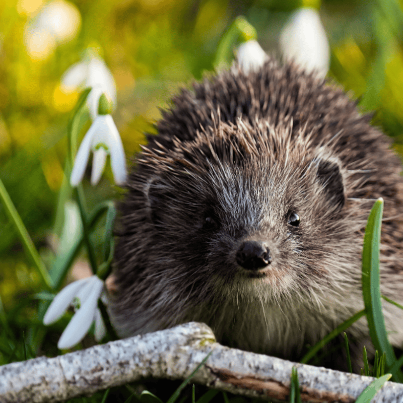 Hedgehog House Building at Rutland Water