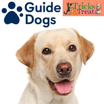 Meet the Guide Dogs! (Talk, Meet & Greet) - FREE Drop-In Session at Amersham