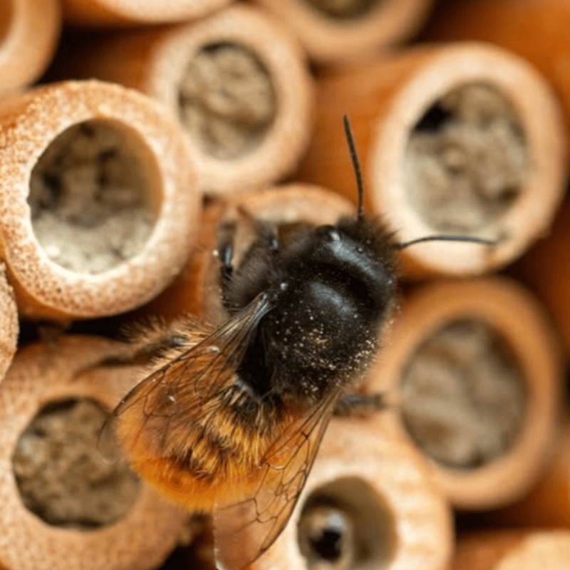 Family Bug Hotel Building at Rutland Water