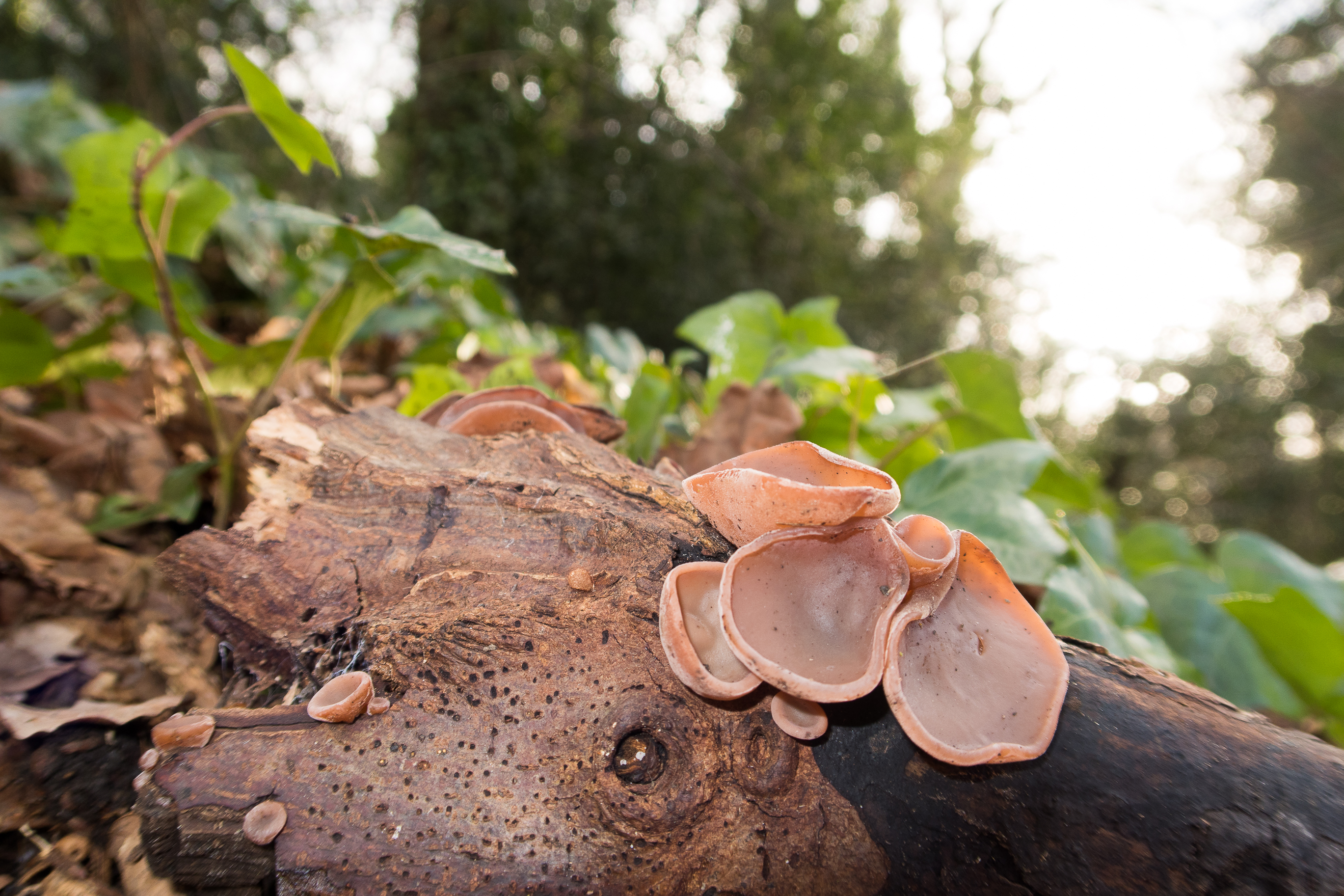 The Wonderful World of Woodland Fungi at Sydenham Hill Wood
