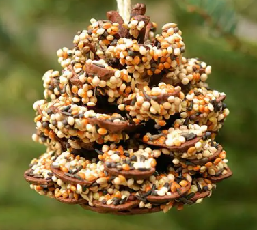 Pinecone Bird Feeder