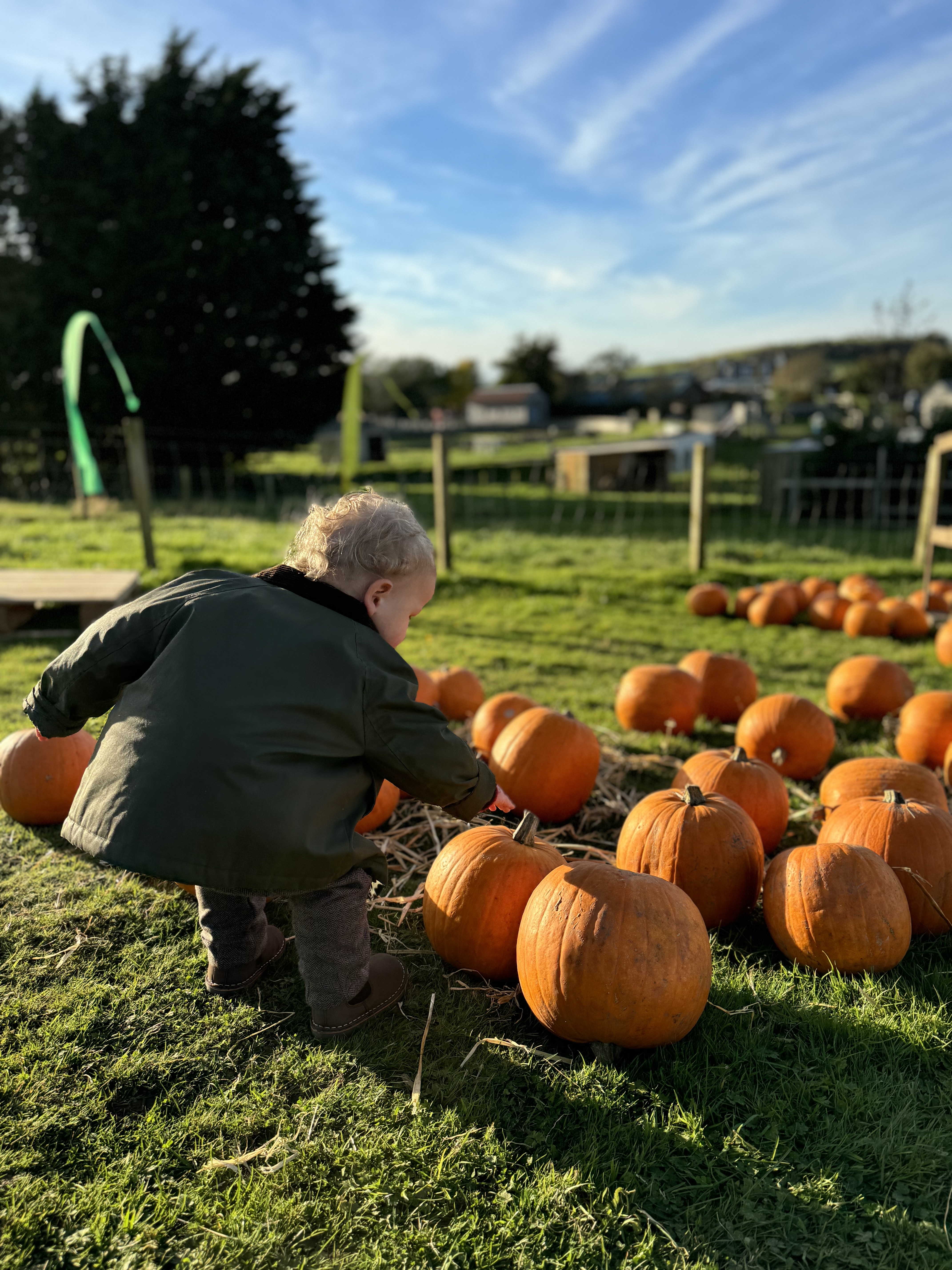 Pumpkin Patch at Heads of Ayr Farm Park