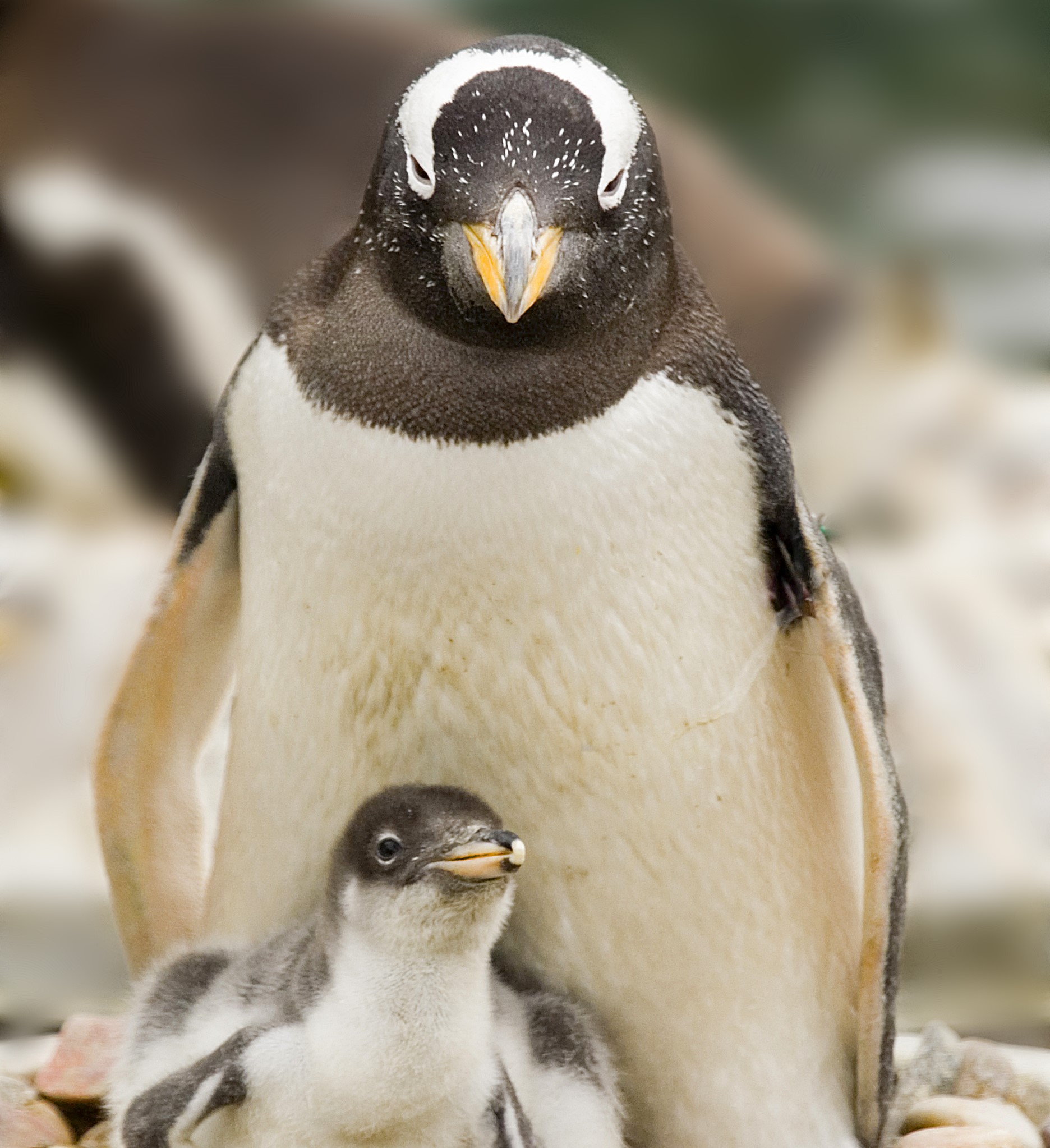 New Parent Social at Edinburgh Zoo