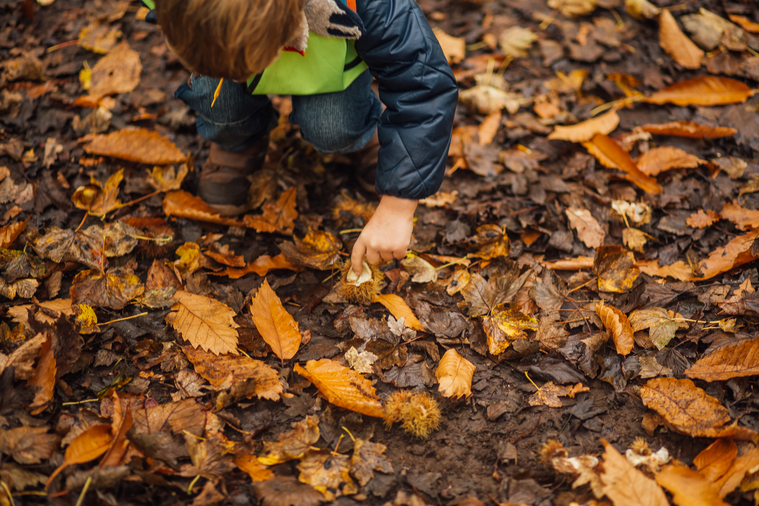Autumn Nature Discovery at Sydenham Hill Wood