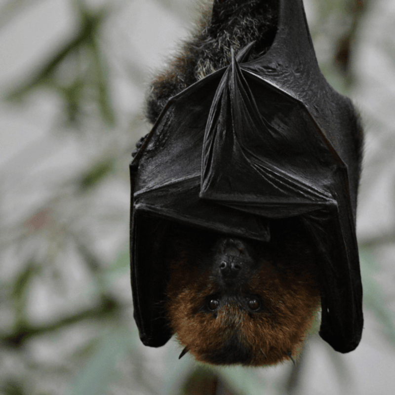 Bat Box Building at Rutland Water