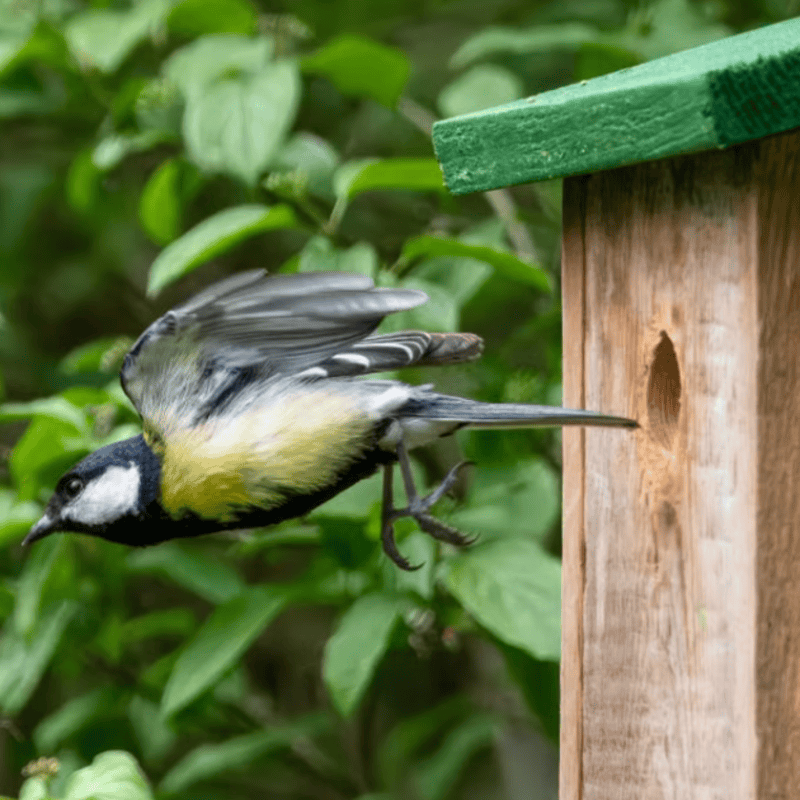 Family Nest Box Building at Rutland Water